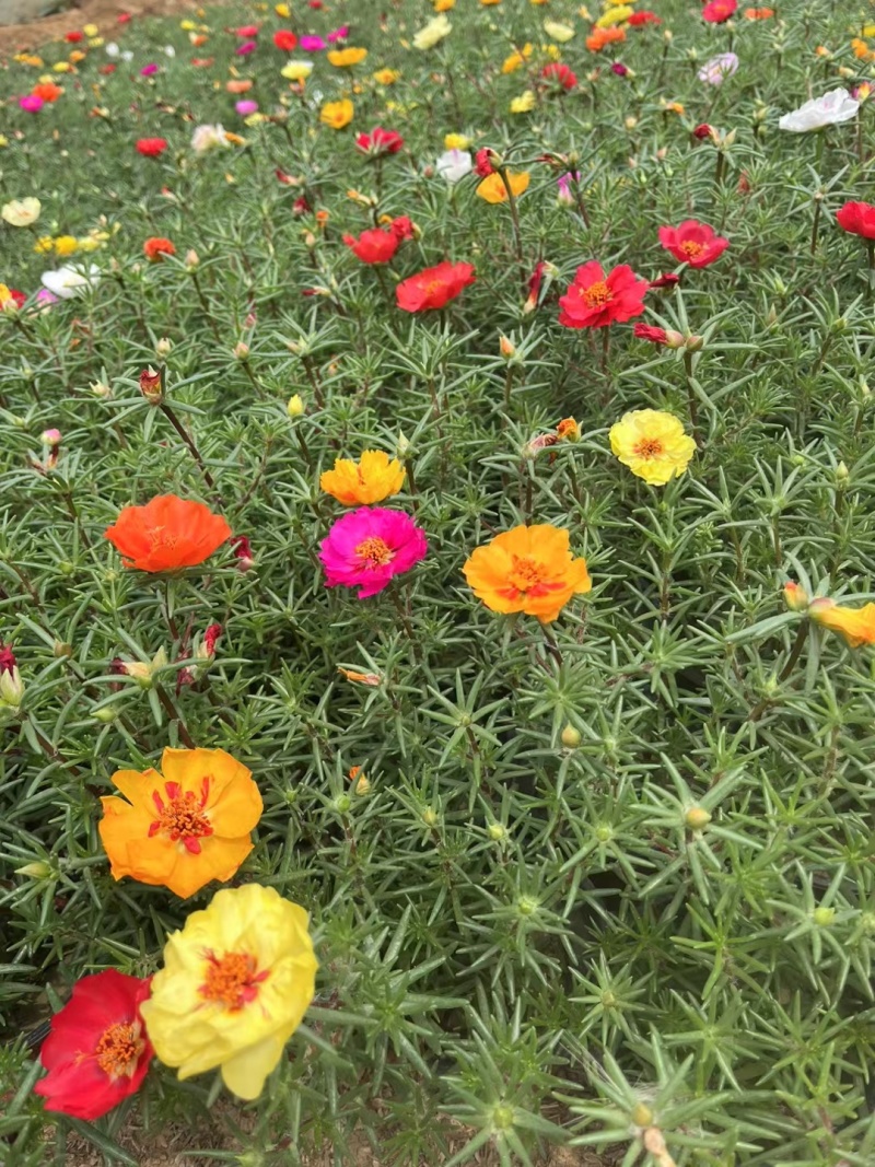 太阳花，混色，基地大量有货