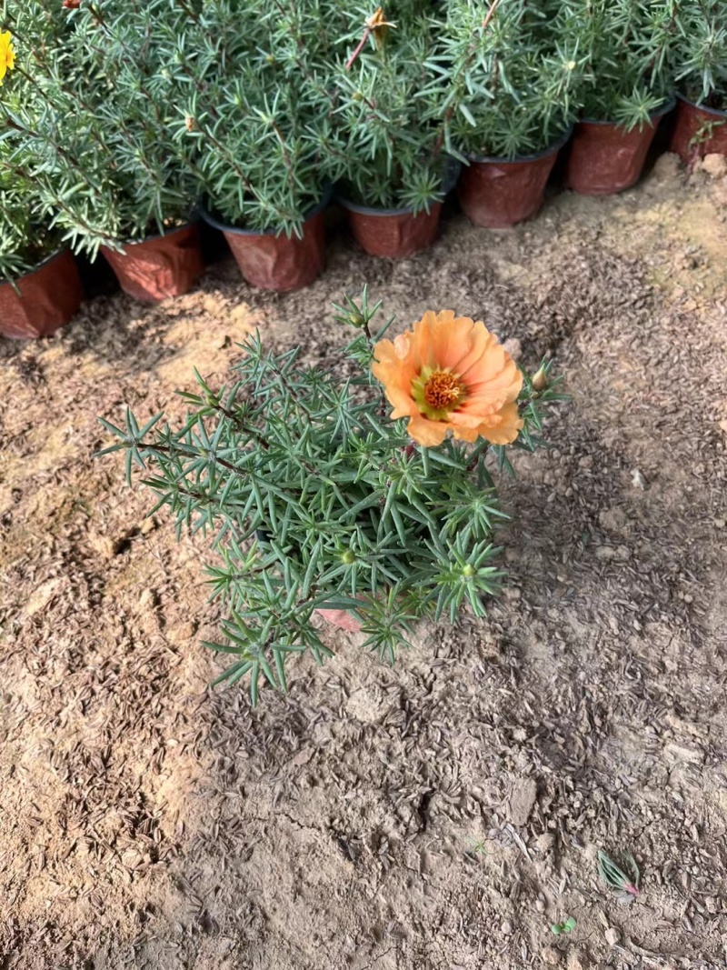 太阳花，混色，基地大量有货