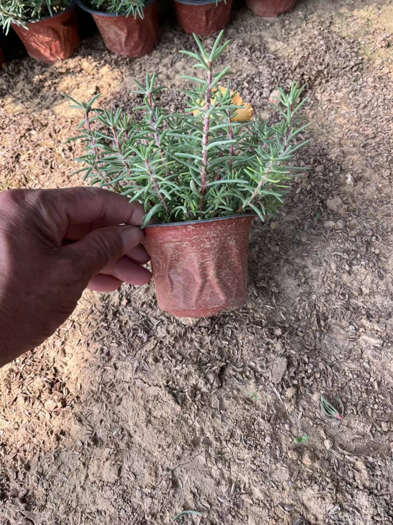 太阳花，混色，基地大量有货