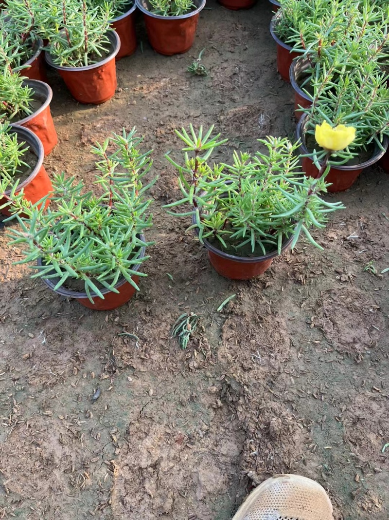 太阳花，混色，基地大量有货
