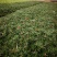 太阳花，混色，基地大量有货
