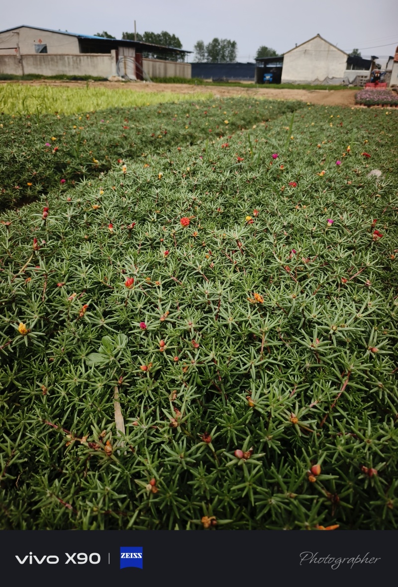 太阳花，混色，基地大量有货