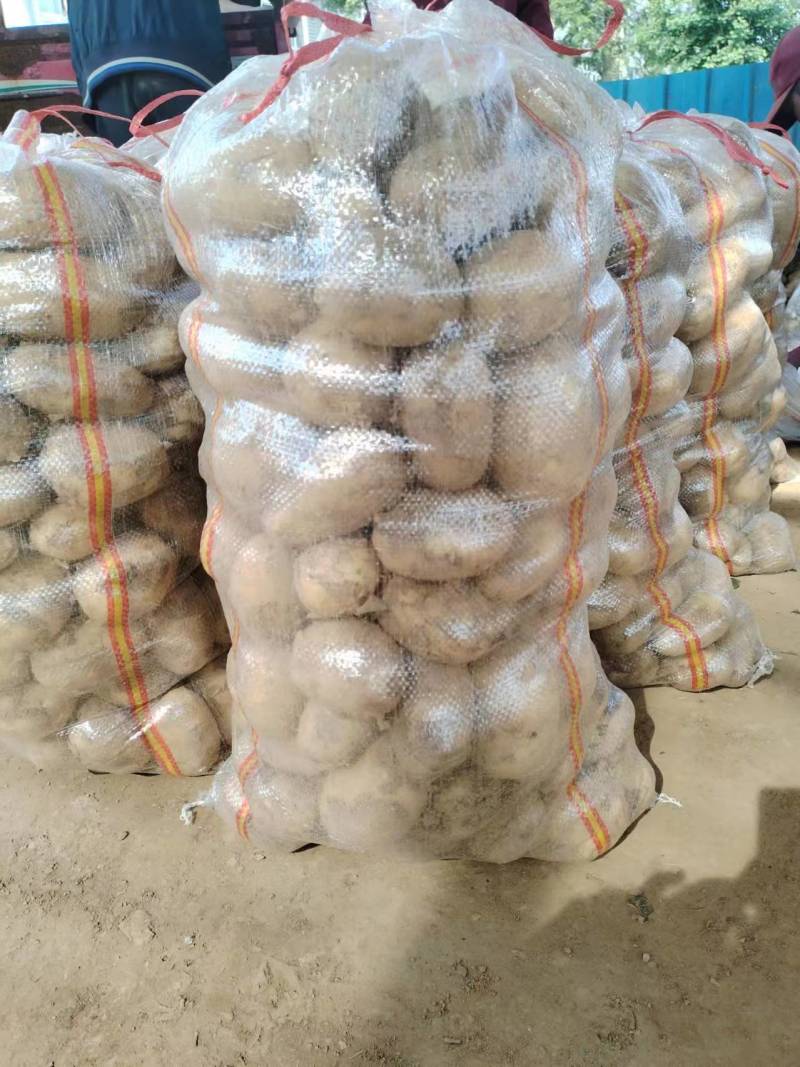 精品荷兰十五土豆大量上市品质保证量大从优欢迎联系