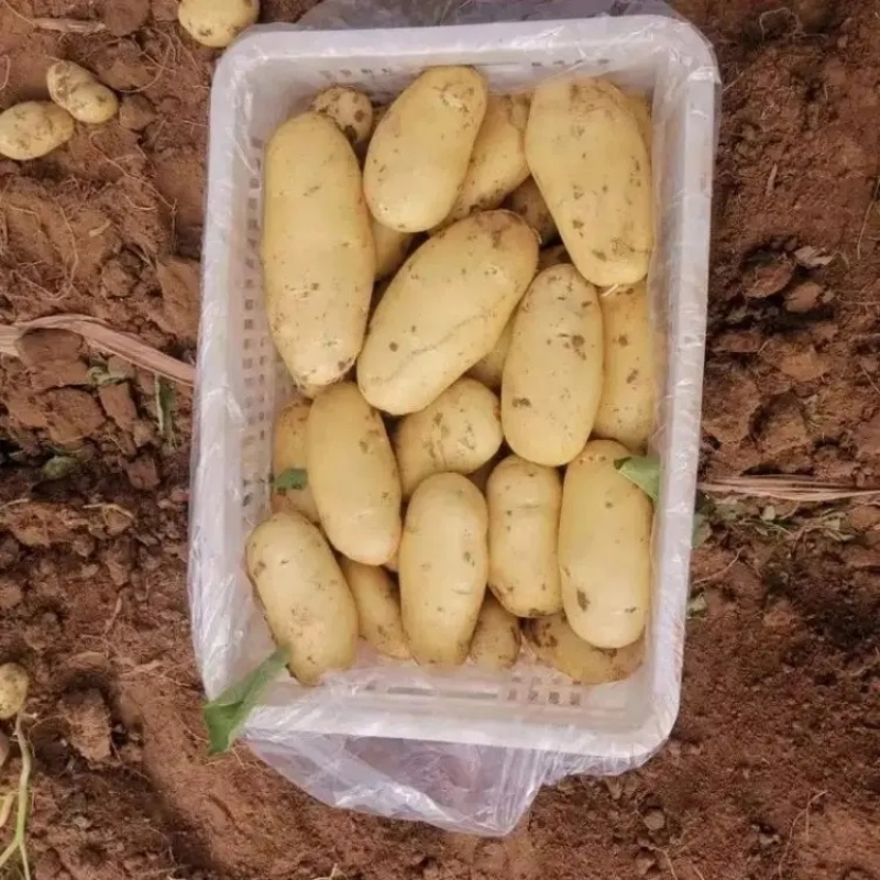 精品荷兰十五土豆大量上市品质保证量大从优欢迎联系