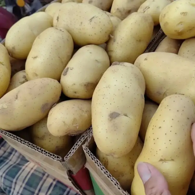 精品荷兰十五土豆大量上市品质保证量大从优欢迎联系