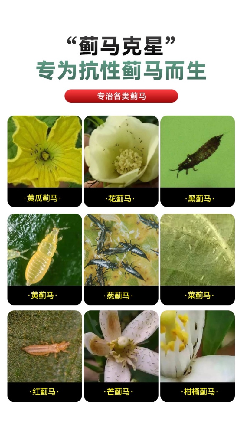 针对抗性蓟马专用药渗透内吸性强各类作物通用不易产生抗性