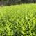茶树苗，浙江毛头茶，是通过精心筛选培育而成他叶绿鲜亮，