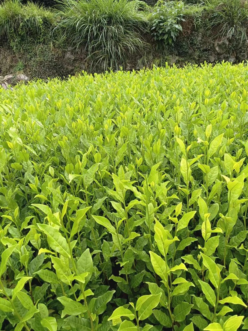 茶树苗，浙江毛头茶，是通过精心筛选培育而成他叶绿鲜亮，