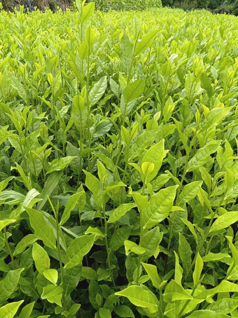 茶树苗，浙江毛头茶，是通过精心筛选培育而成他叶绿鲜亮，