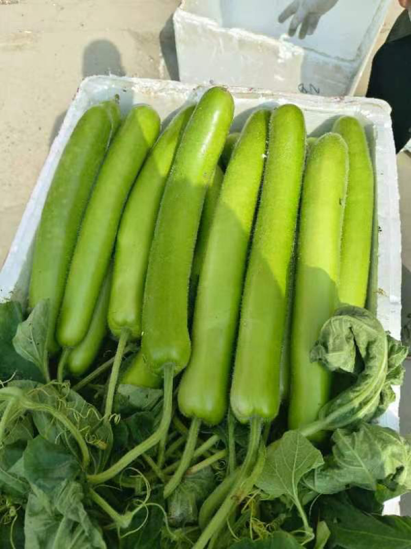 【推荐】瓠瓜精品吊卜大量上市保质保量欢迎选购