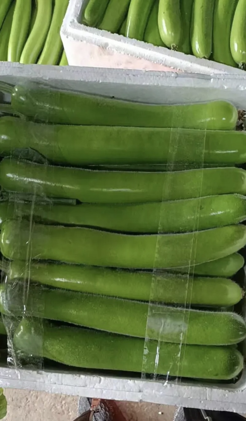 【推荐】瓠瓜精品吊卜大量上市保质保量欢迎选购