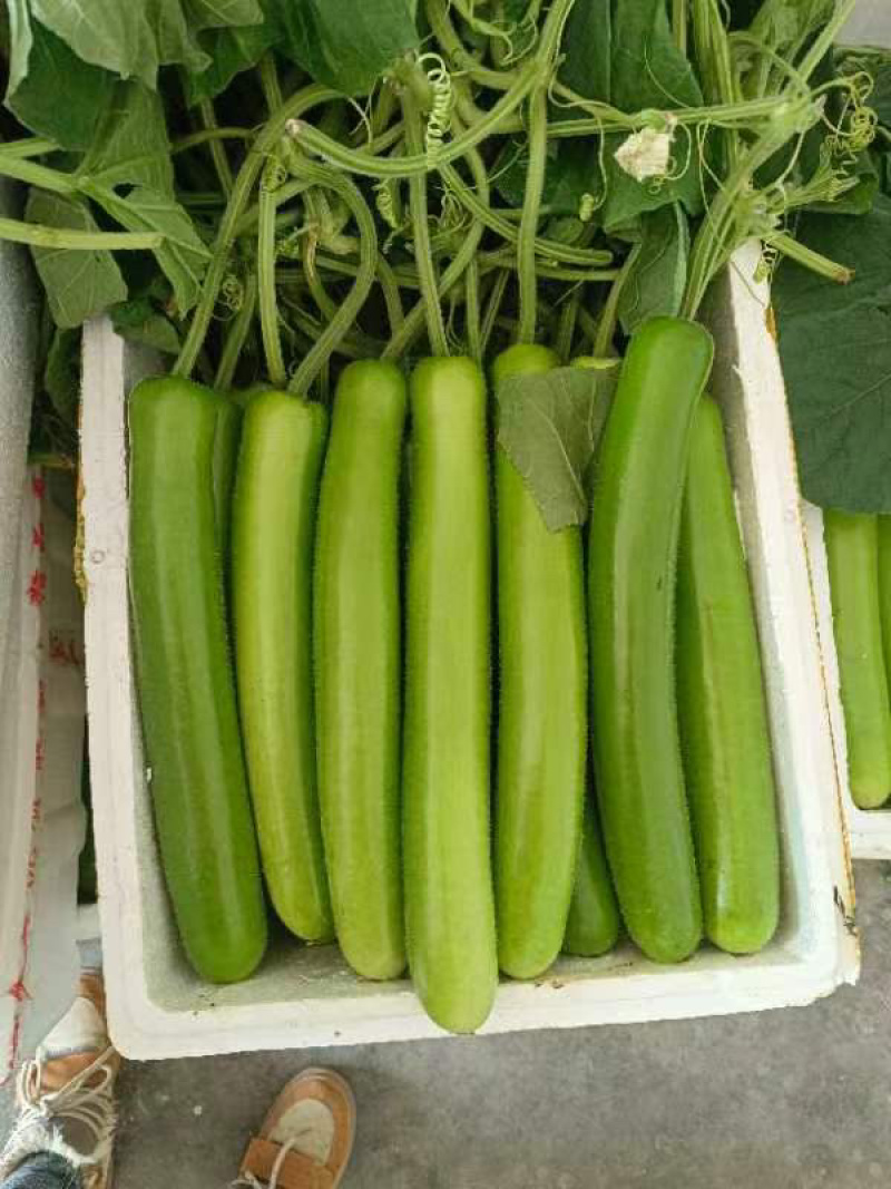 【推荐】瓠瓜精品吊卜大量上市保质保量欢迎选购