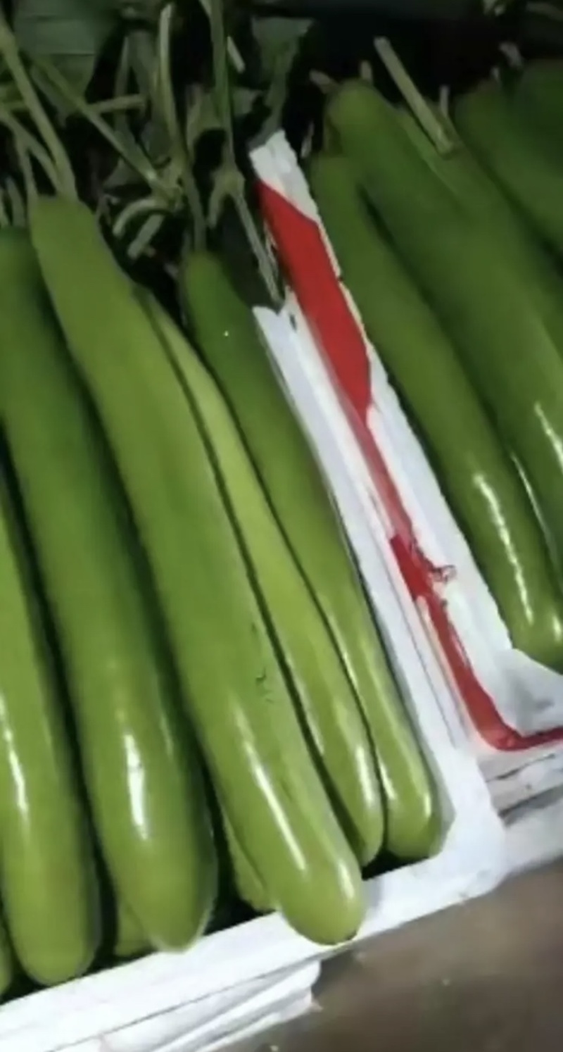 【推荐】瓠瓜精品吊卜大量上市保质保量欢迎选购