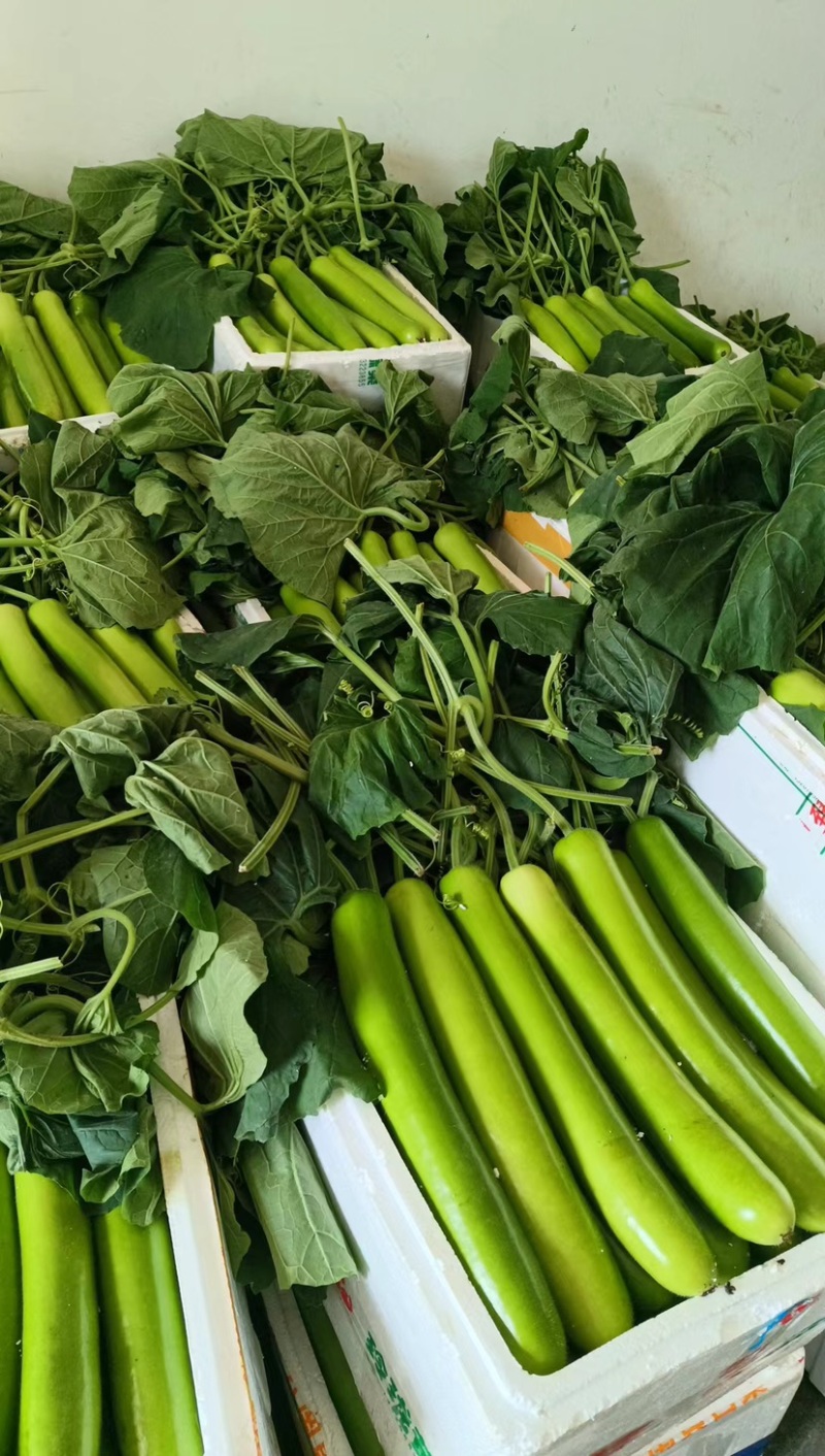【推荐】瓠瓜精品吊卜大量上市保质保量欢迎选购