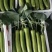 【推荐】瓠瓜精品吊卜大量上市保质保量欢迎选购