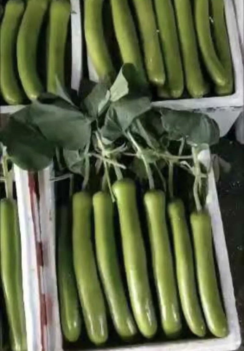 【推荐】瓠瓜精品吊卜大量上市保质保量欢迎选购