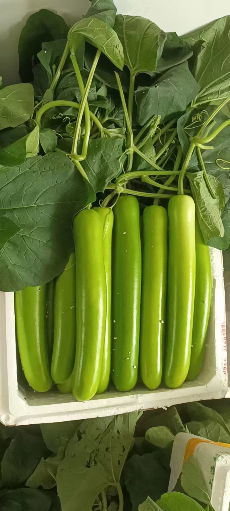 【推荐】瓠瓜精品吊卜大量上市保质保量欢迎选购