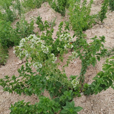 牛至，野荆芥