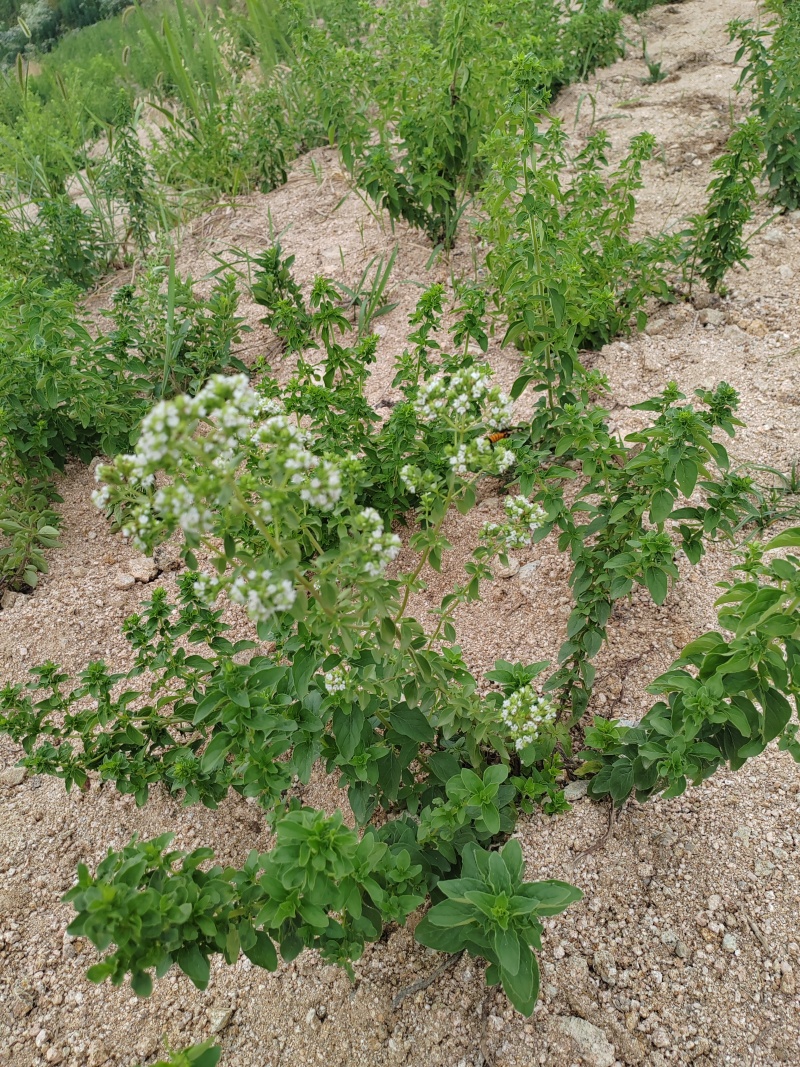 牛至，野荆芥