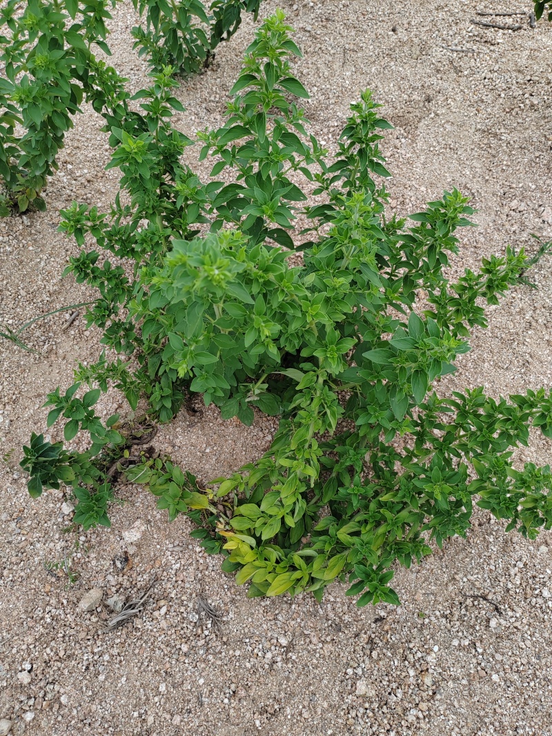 牛至，野荆芥