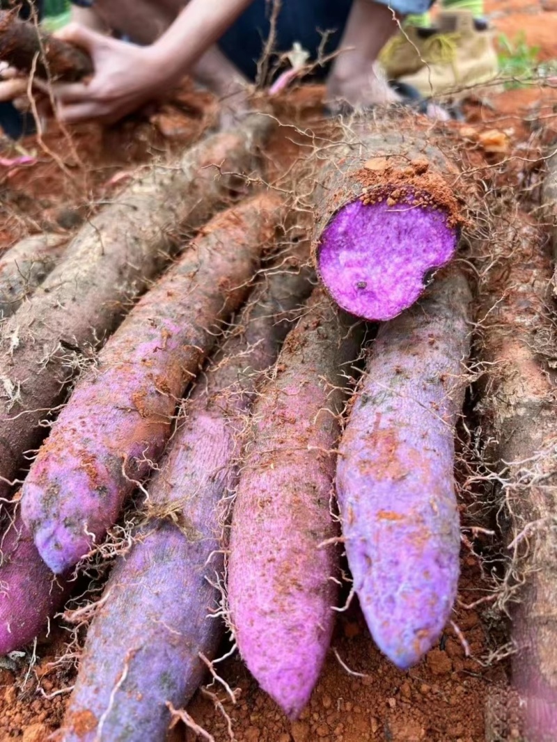 河北山药精品紫玉淮山药大量上市常年供应量大从优