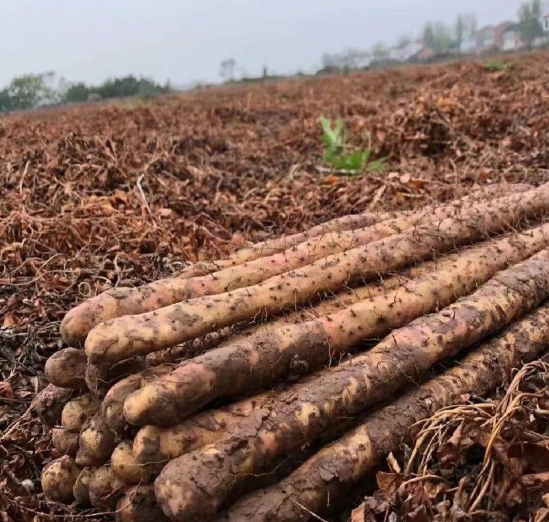 河北山药精品紫玉淮山药大量上市常年供应量大从优