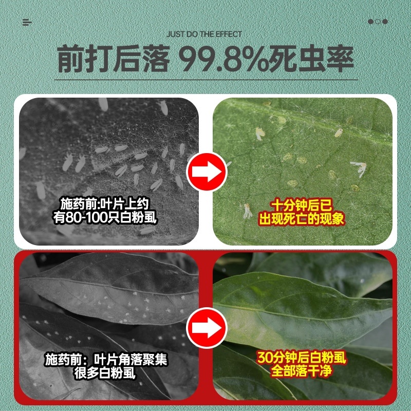 抗性白粉虱专用前打后落虫卵兼杀持效期长安全高效