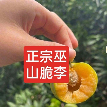 巫山脆李（青皮黄心中熟脆李）