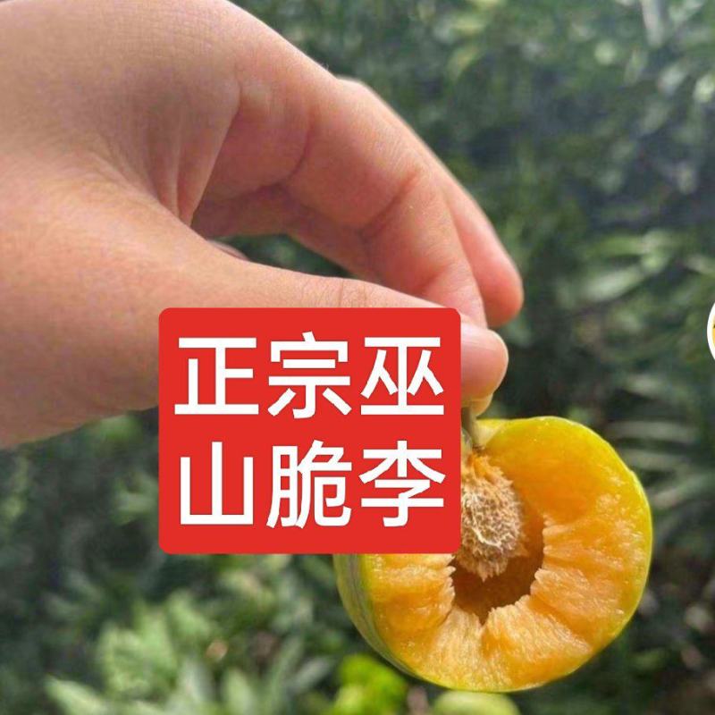 巫山脆李（青皮黄心中熟脆李）