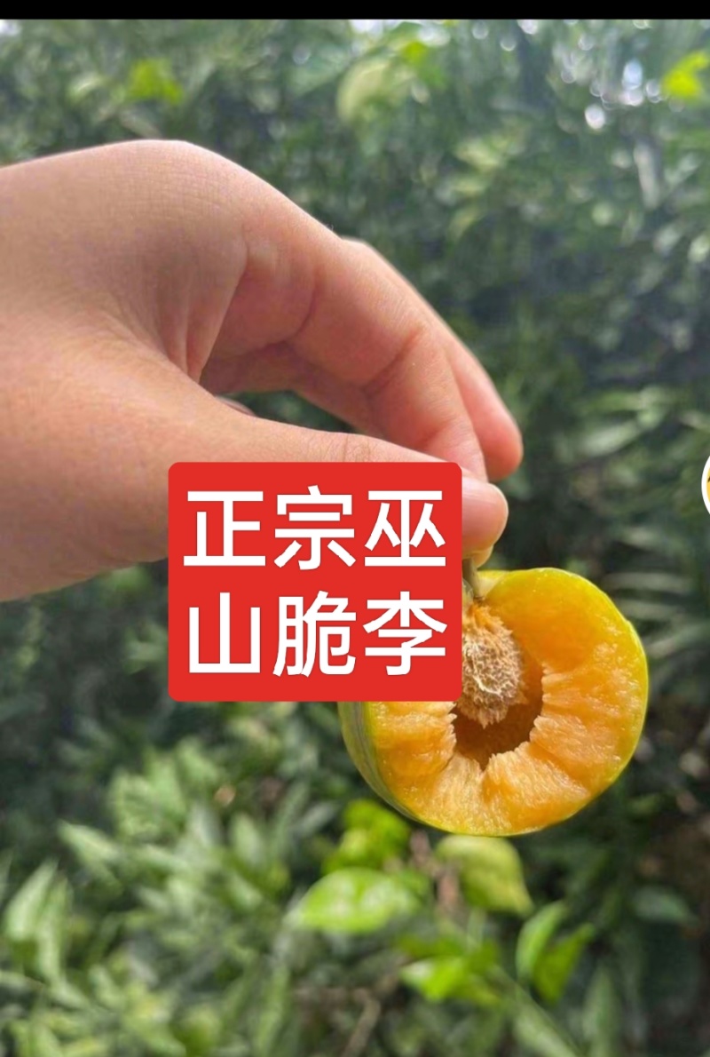 巫山脆李（青皮黄心中熟脆李）