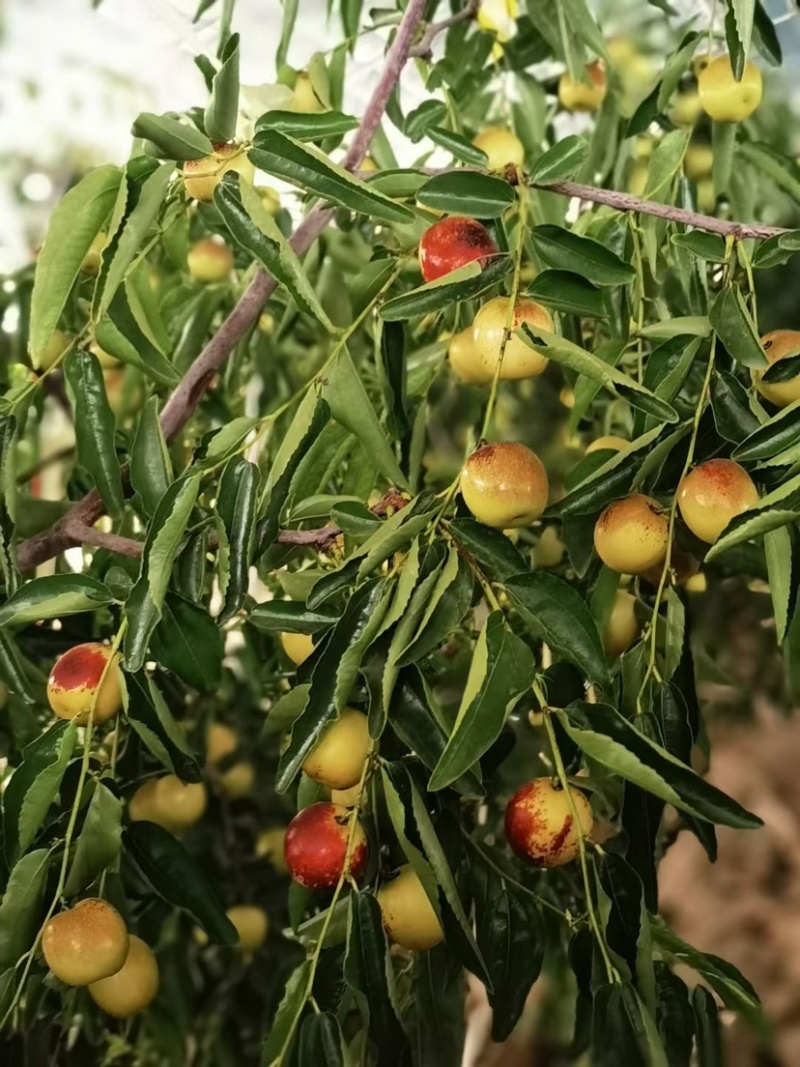 大荔冬枣