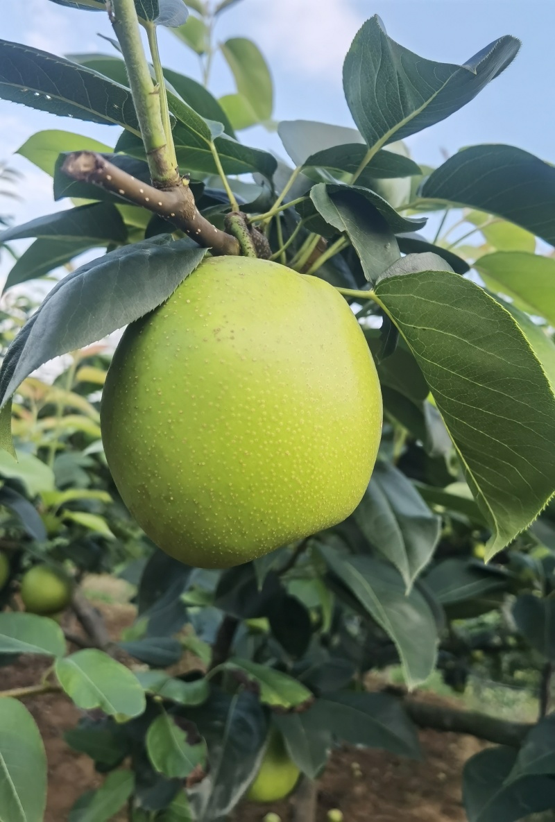翠冠梨