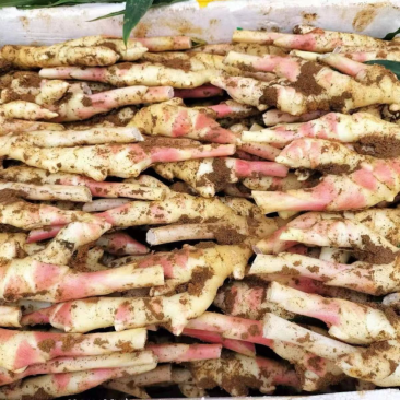 成都精品板姜,价格真实,可视频看货选货,规格齐全货量大