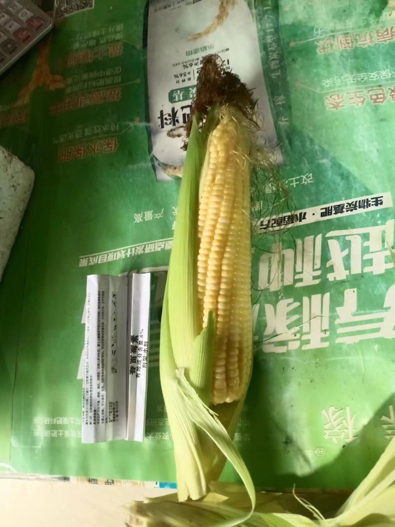 精品水果玉米爆甜多汁，品质保障大量供应欢迎来电