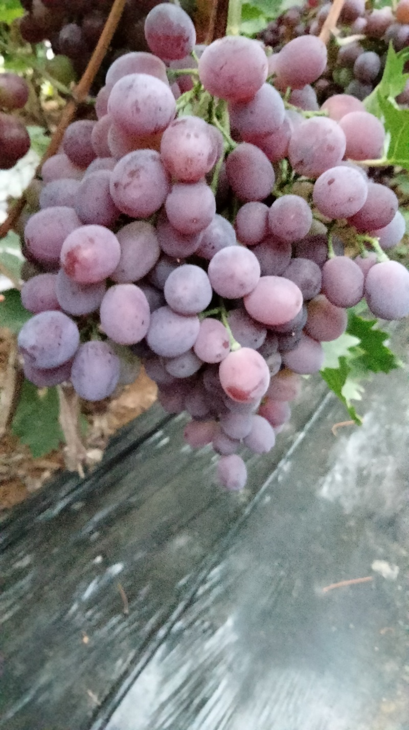 玫瑰香葡萄