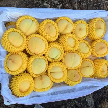 套袋黄桃