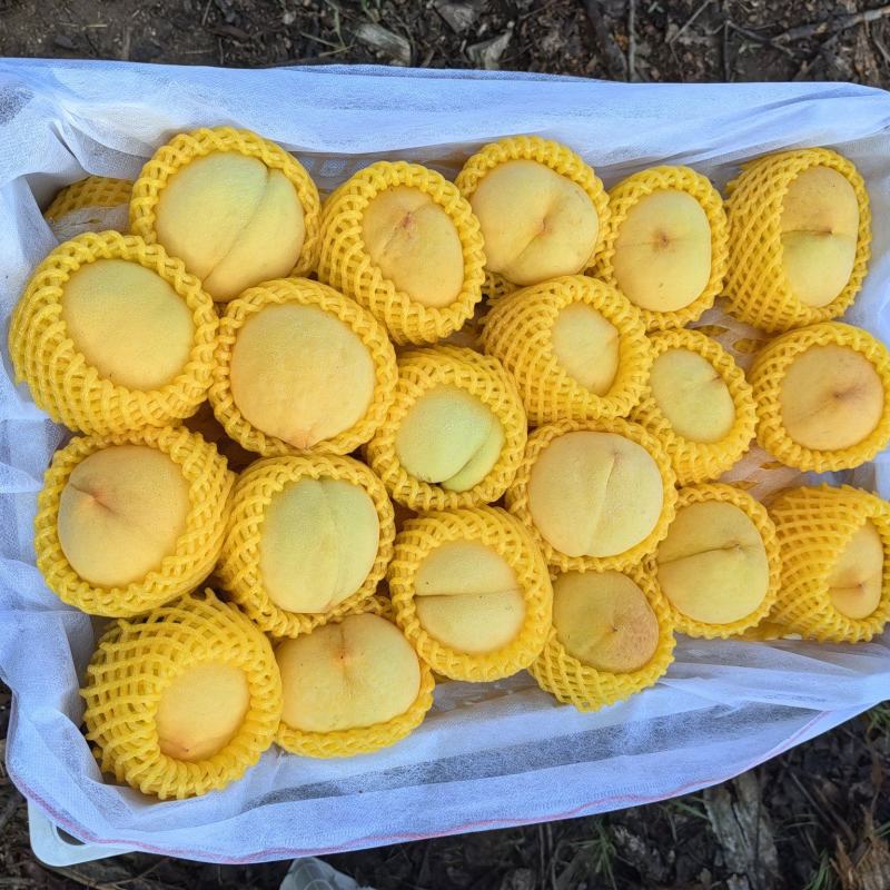 套袋黄桃
