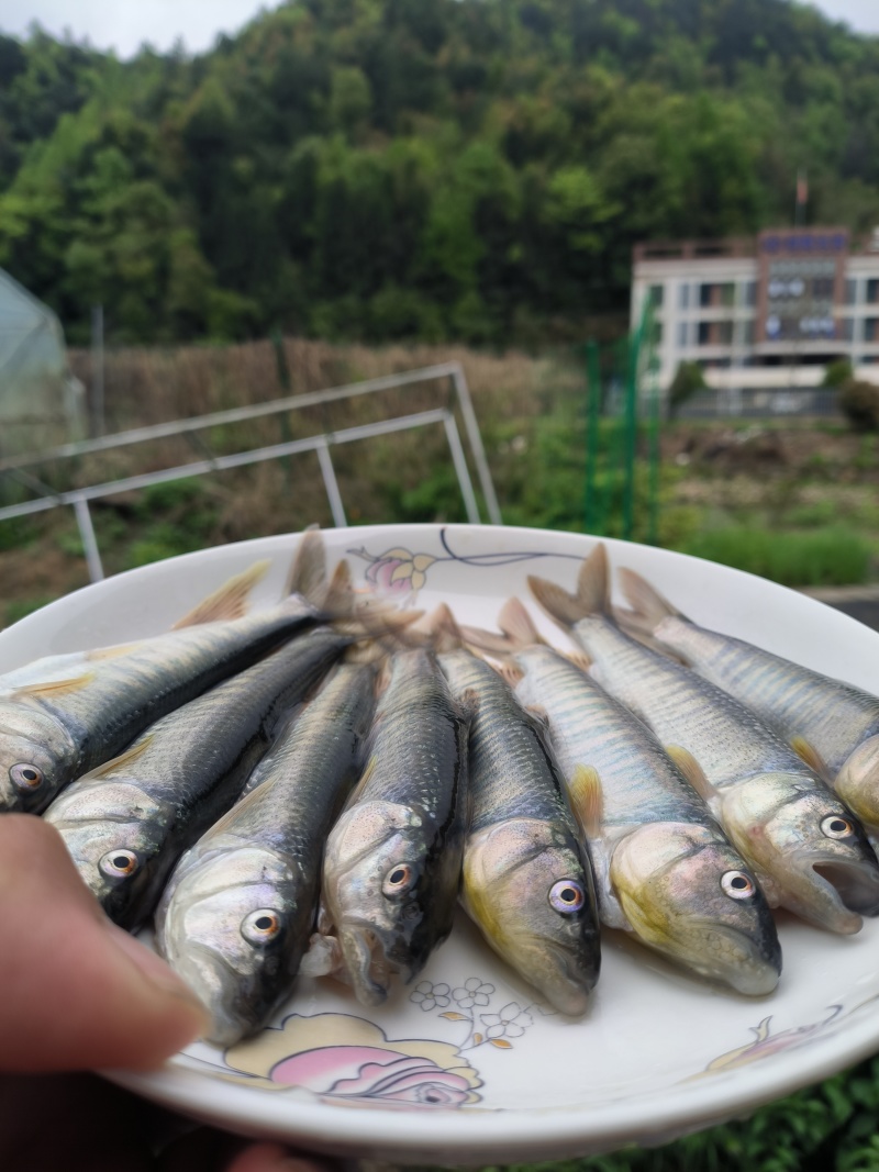 湖南马口鱼厂家
