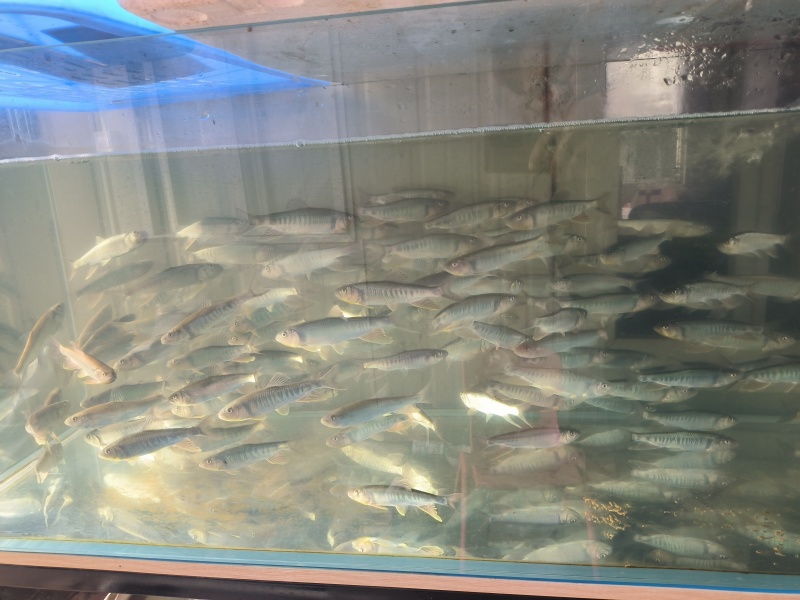 湖南马口鱼厂家