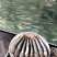 湖南马口鱼厂家