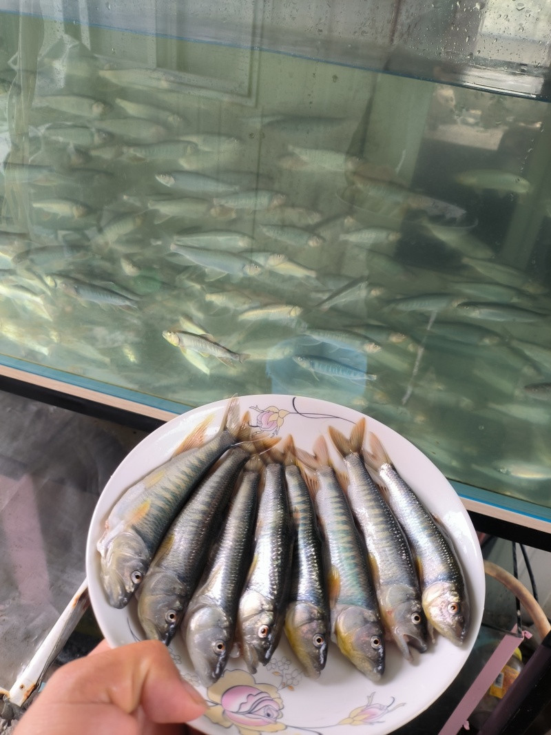 湖南马口鱼厂家