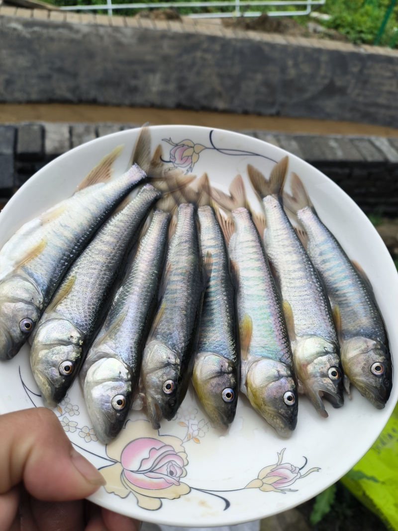 湖南马口鱼厂家