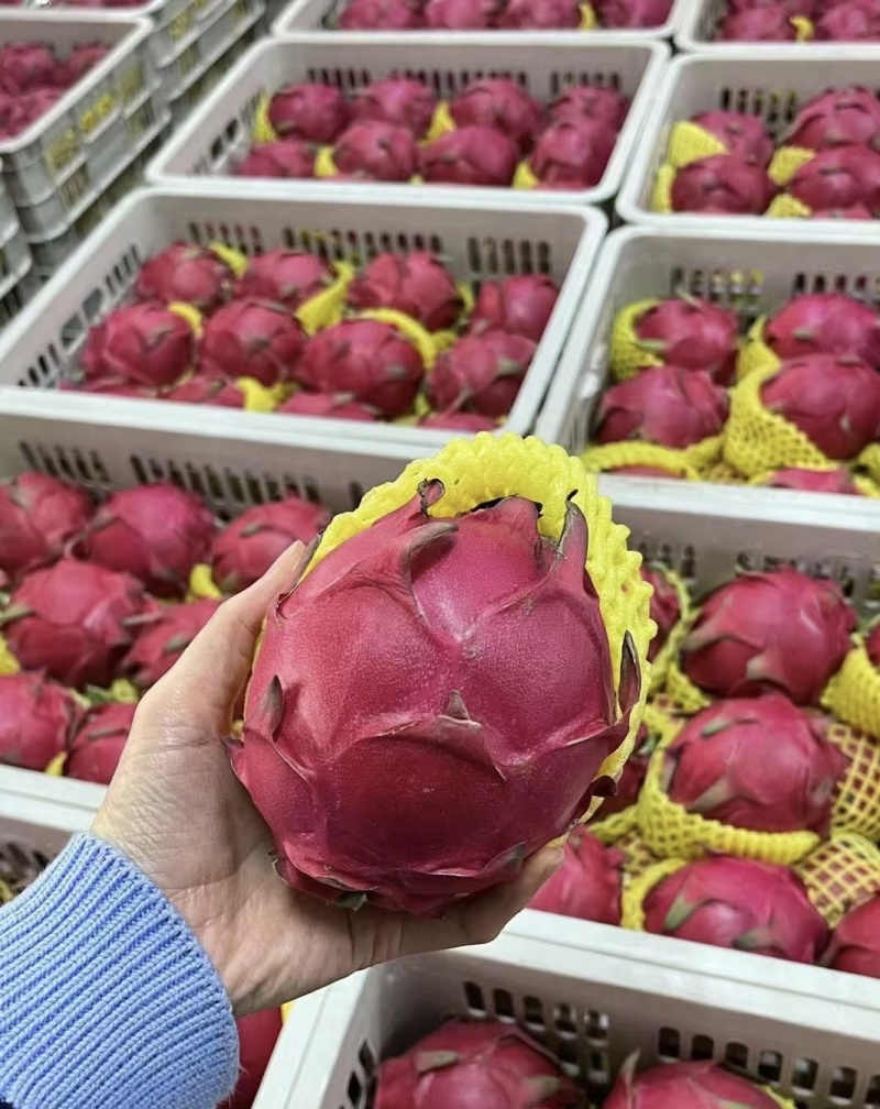 红心火龙果《山东》大量供货对接市场商超欢迎来电