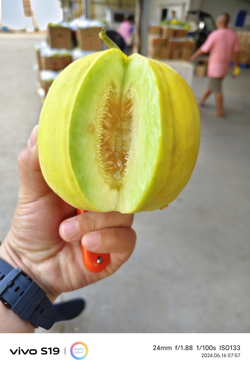 枝江头茬甜瓜丑八怪甜瓜含糖高表皮靓脆甜爽口对外销售