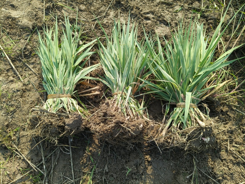 水生植物花叶芦竹，量大，价优，欢迎来一亩田订购。