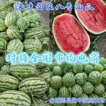 汉中康乐六西农八号西瓜产地一手货源包熟包甜实力代发