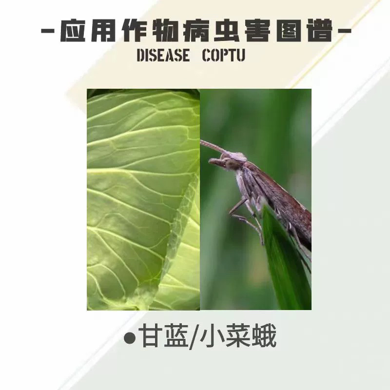 百农思达11.6%甲维氯虫苯甲酰胺悬浮剂甘蓝小菜蛾