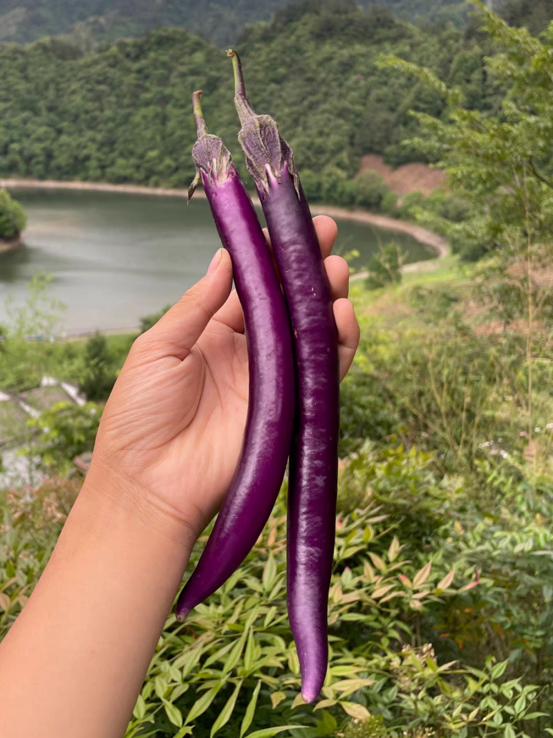 线茄河南茄子，新鲜茄子产地直发一手货源电商市场商超