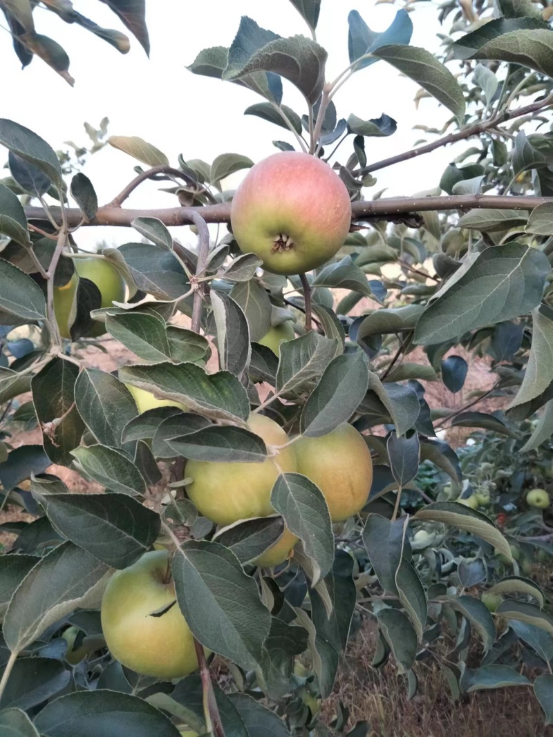 早期苹果大量上市