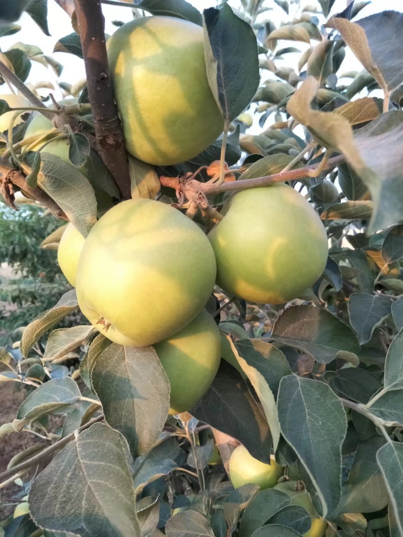 早期苹果大量上市
